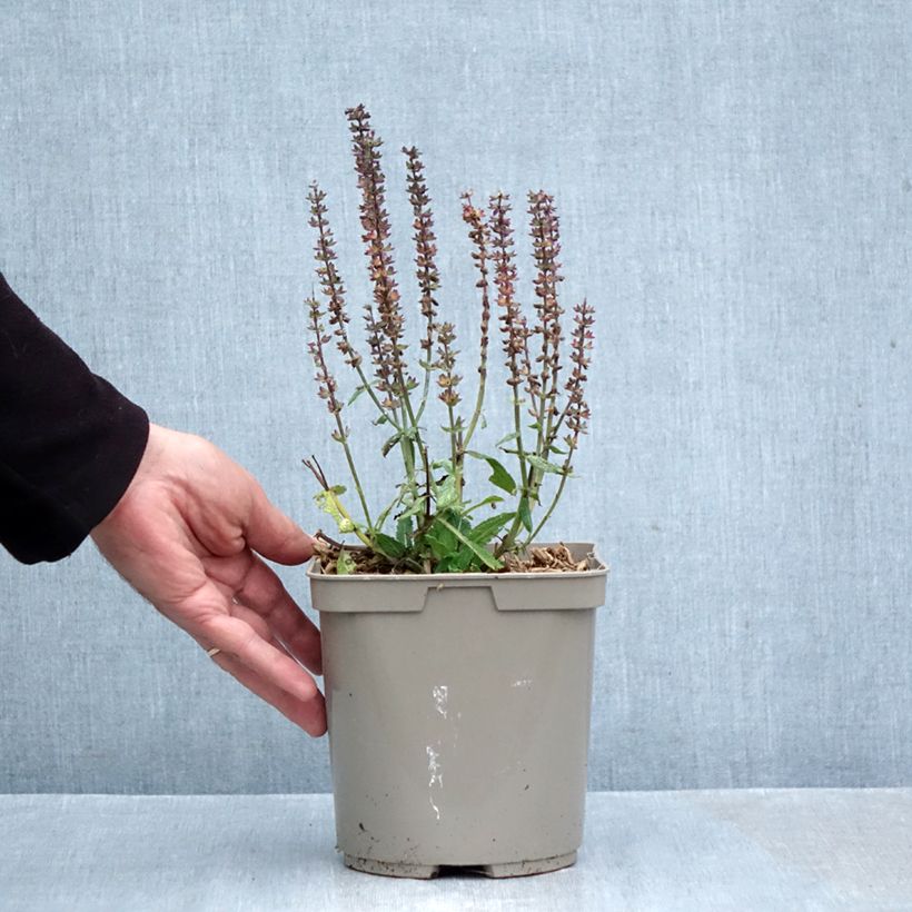 Exemplar von Salvia nemorosa Midnight Rose - Steppen-Salbei Topf mit 2L/3L wie im Herbst geliefert