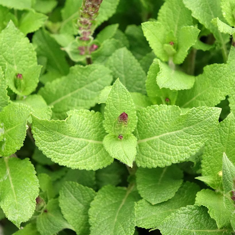 Salvia nemorosa Midnight Rose - Steppen-Salbei (Laub)