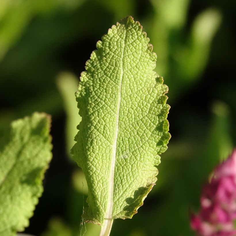 Salvia nemorosa Rose Queen - Steppen-Salbei (Laub)
