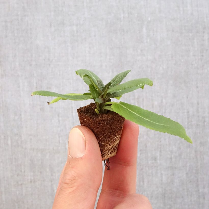 Exemplar von Salvia nemorosa Sensation Rose - Steppen-Salbei Mini-Plug Ø 3/4 cm wie im Frühjahr geliefert