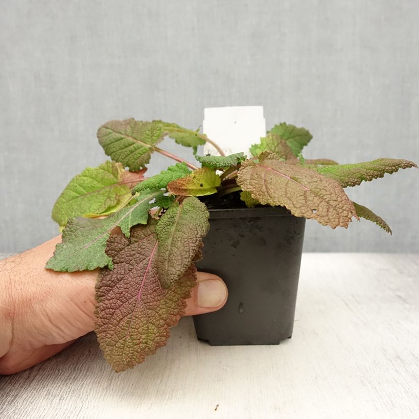 Exemplar von Salvia pratensis Rose Rhapsody - Wiesensalbei Kleine Töpfe von 8/9 cm wie im Sommer geliefert