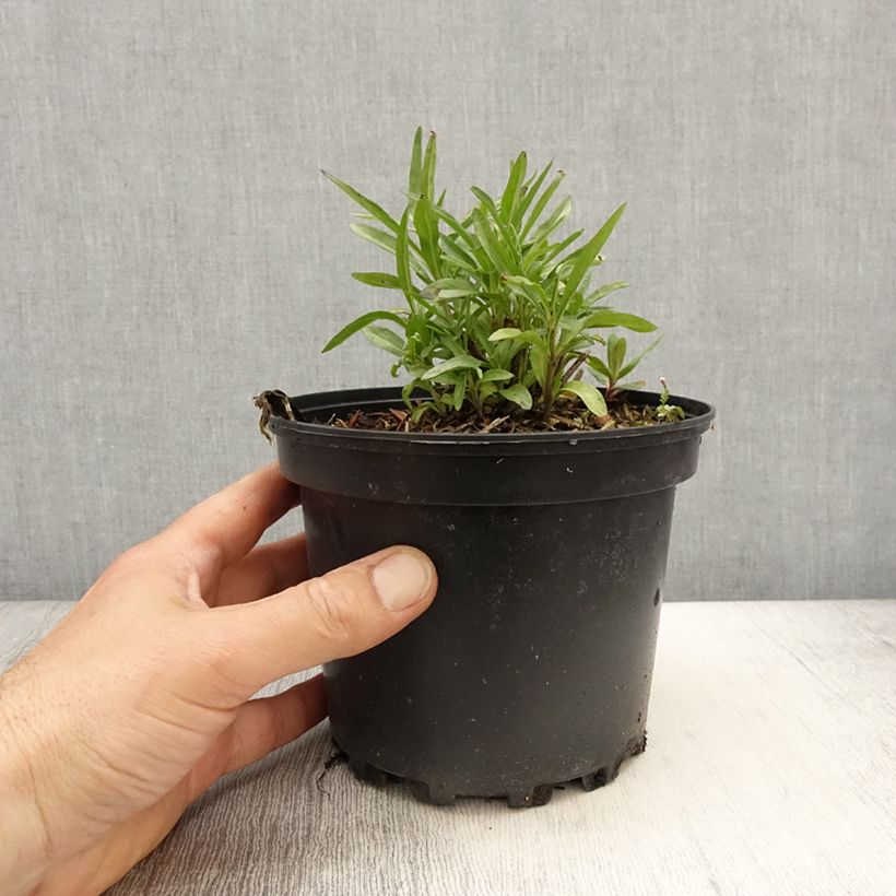 Example of Salvia reptans West Texas form - Afrikanischer Räuchersalbei Topf mit 2L/3L as you get in printemps