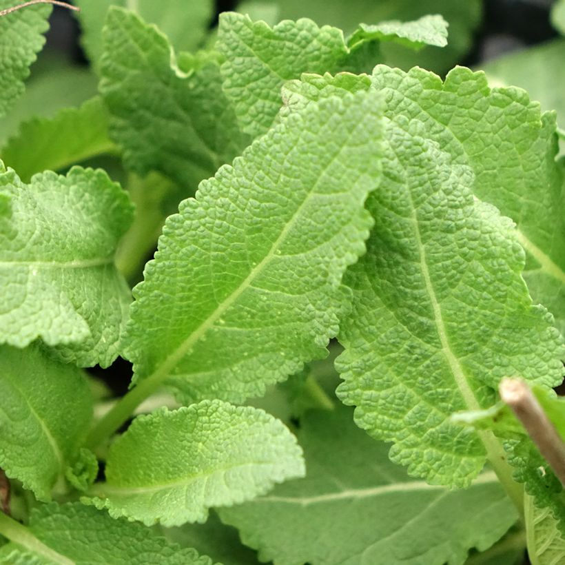 Salvia superba Reine Rose - Ziersalbei (Foliage)