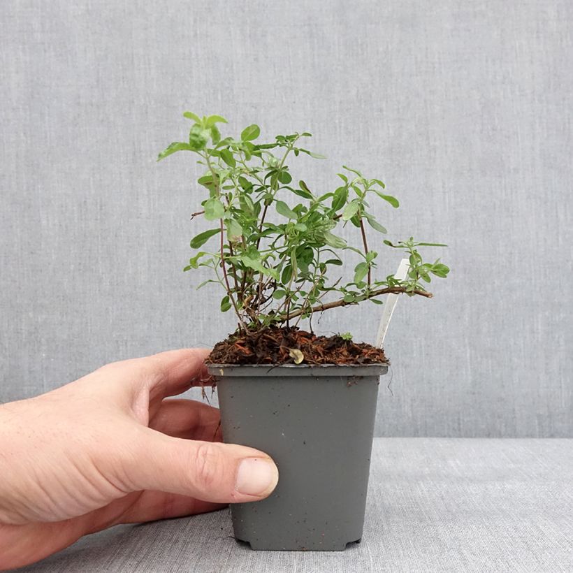 Exemplar von Salvia jamensis Carolus Kleine Töpfe von 8/9 cm wie im Winter geliefert