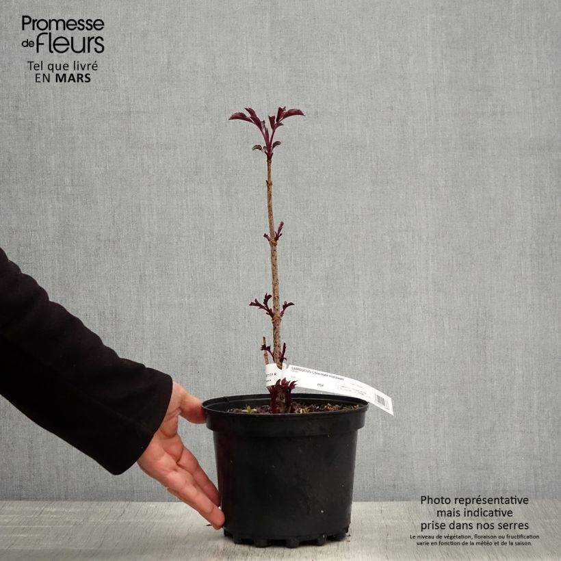 Exemplar von Schwarzer Holunder Chocolate Marzipan - Sambucus nigra Topf mit 3L/4L wie im Frühjahr geliefert