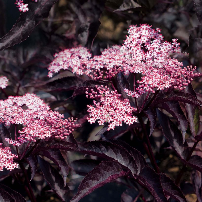 Schwarzer Holunder Black Beauty - Sambucus nigra (Blüte)