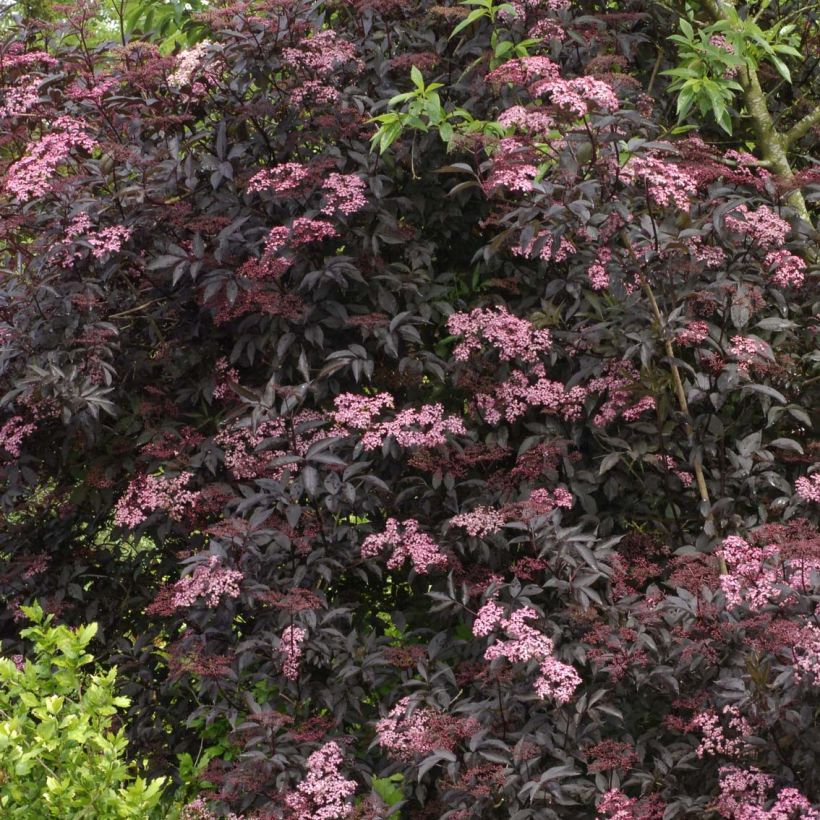 Schwarzer Holunder Black Beauty - Sambucus nigra (Wuchs)