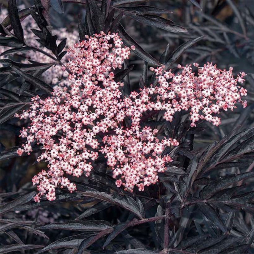 Schwarzer Holunder Black Lace - Sambucus nigra (Flowering)
