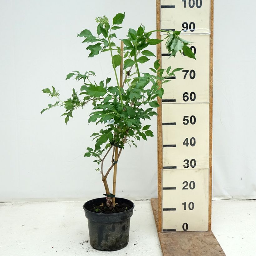 Exemplar von Schwarzer Holunder Monstrosa - Sambucus nigra Topf mit 4L/5L wie im Frühjahr geliefert