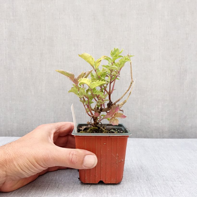 Exemplar von Schwarzer Holunder Serenade - Sambucus nigra Kleine Töpfe von 8/9 cm wie im Frühjahr geliefert