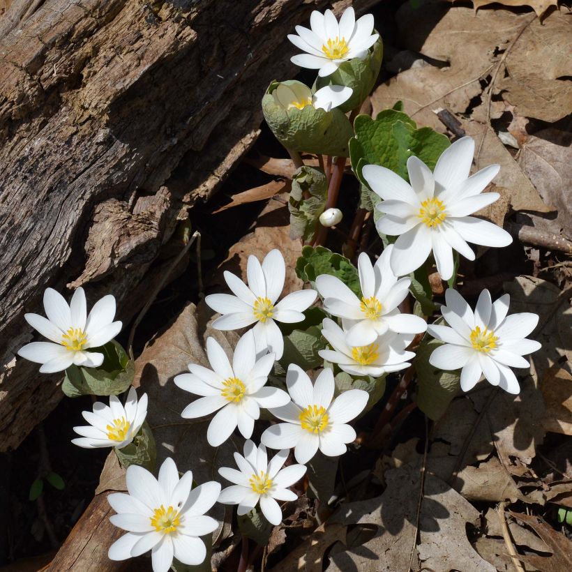 Sanguinaria canadensis - Blutwurz (Wuchs)