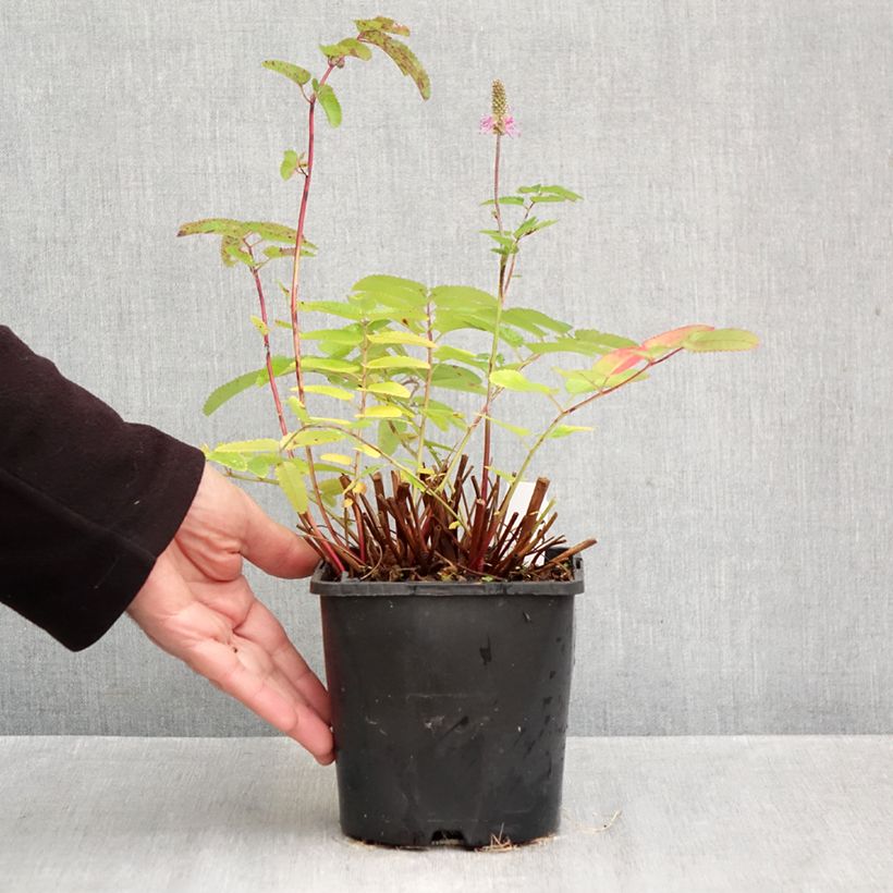 Exemplar von Koreanischer Wiesenknopf Pink Brushes - Sanguisorba hakusanensis Topf mit 2L/3L wie im Herbst geliefert