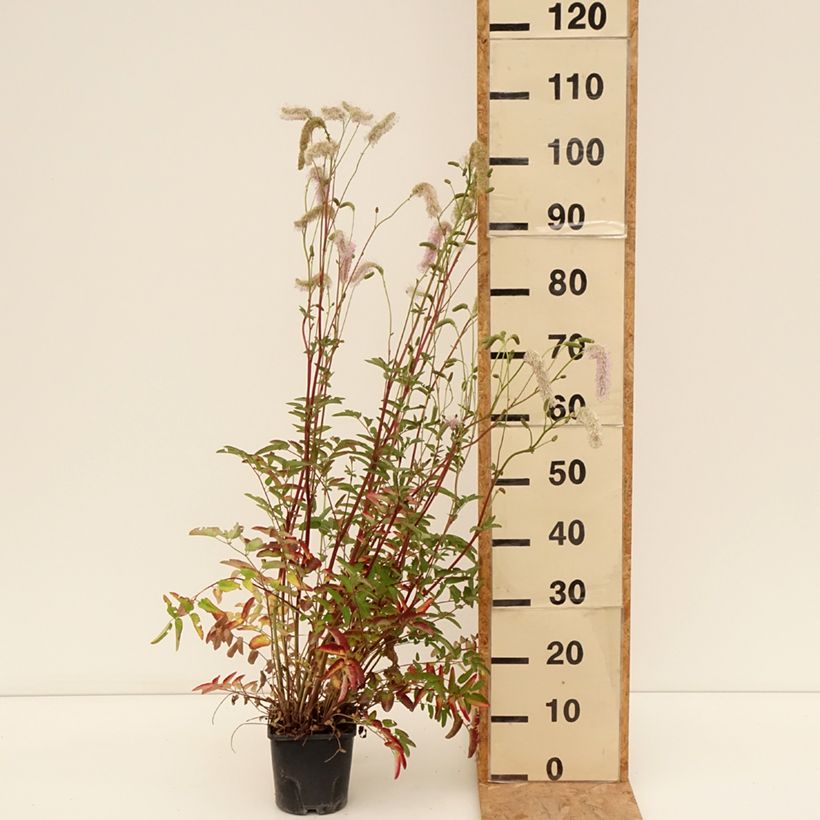 Exemplar von Koreanischer Wiesenknopf Pink Brushes - Sanguisorba hakusanensis Topf mit 2L/3L wie im Sommer geliefert