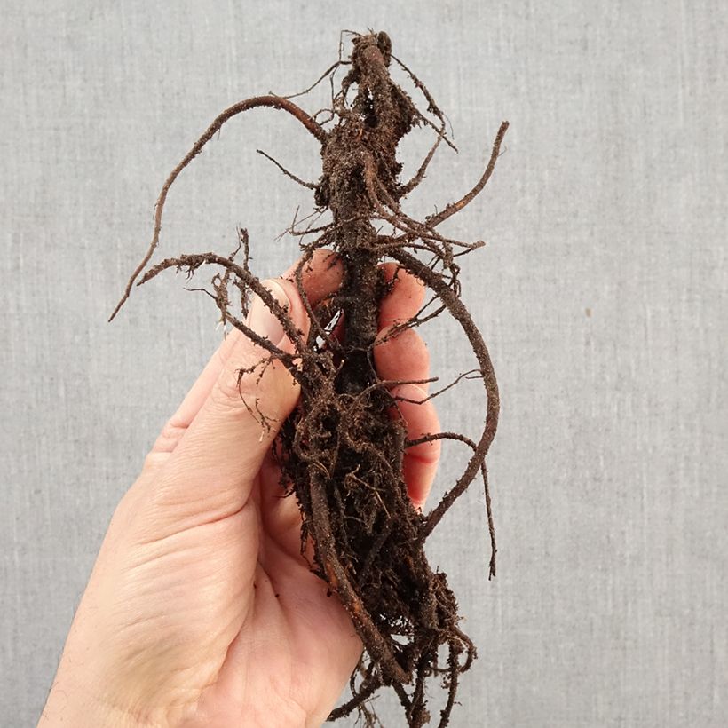 Exemplar von Wiesenknopf - Sanguisorba menziesii Wurzelnackt wie im Winter geliefert