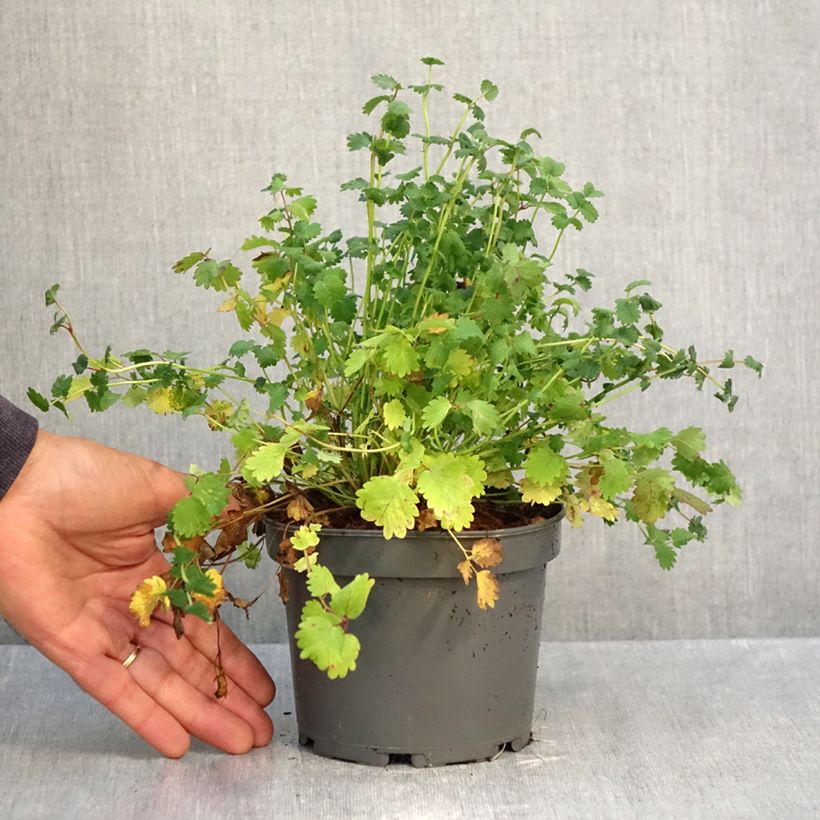 Exemplar von Kleiner Wiesenknopf - Sanguisorba minor Topf mit 1,5L/2L wie im Herbst geliefert