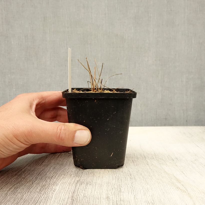 Exemplar von Großer Wiesenknopf Arnhem - Sanguisorba officinalis Kleine Töpfe von 8/9 cm wie im Herbst geliefert