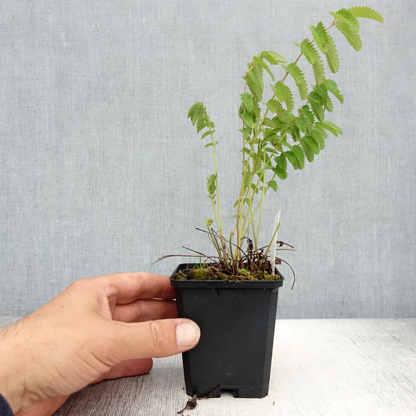 Example of Großer Wiesenknopf Arnhem - Sanguisorba officinalis Kleine Töpfe von 8/9 cm as you get in printemps