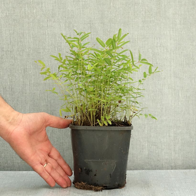Exemplar von Großer Wiesenknopf Pink Tanna - Sanguisorba officinalis Topf mit 2L/3L wie im Sommer geliefert