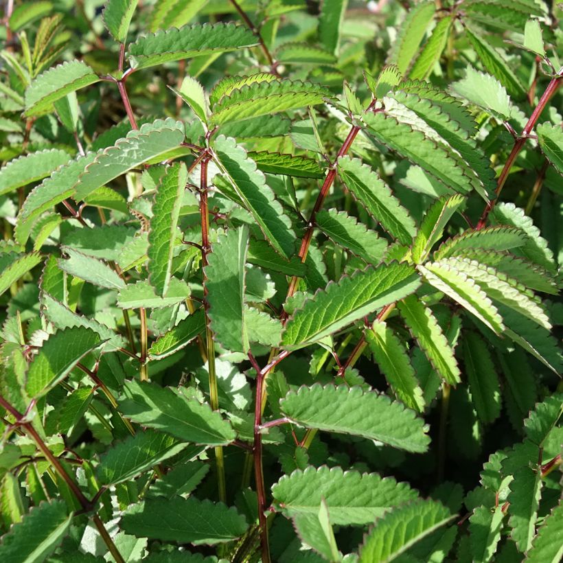 Wiesenknopf Plum Drops - Sanguisorba  (Laub)