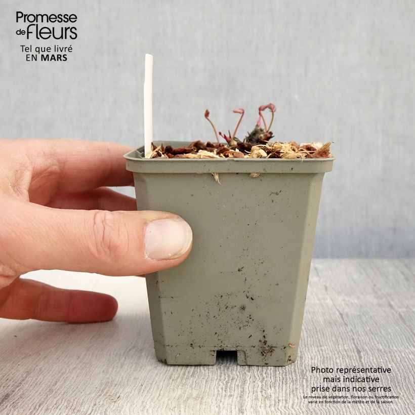 Example of Wiesenknopf Proud Mary - Sanguisorba Kleine Töpfe von 8/9 cm as you get in printemps