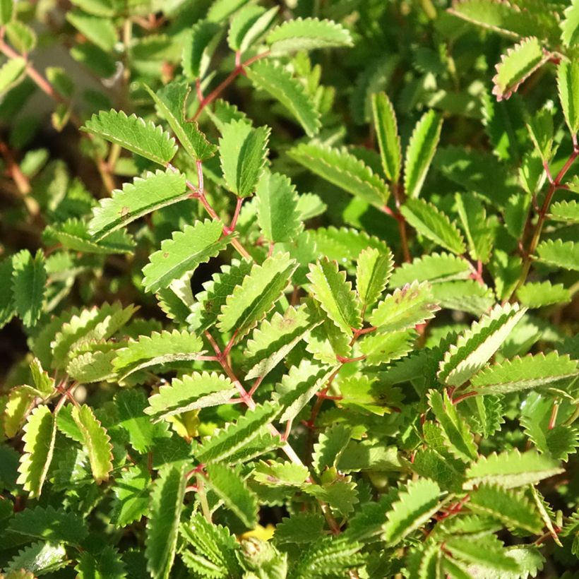 Wiesenknopf Proud Mary - Sanguisorba (Foliage)