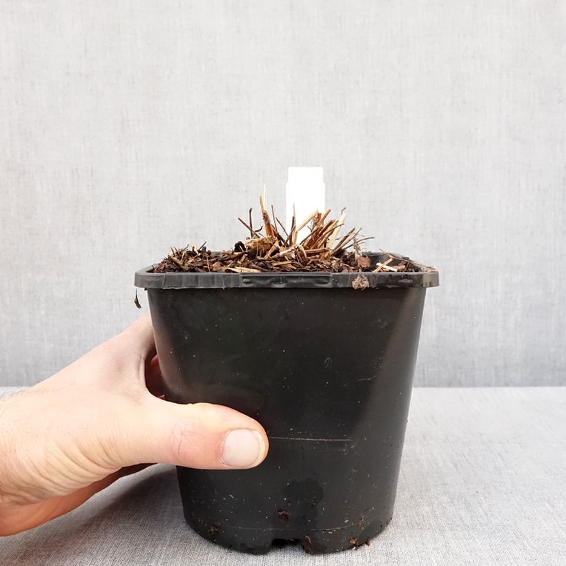 Exemplar von Sanguisorba White Brushes Pot de 2L/3L wie im Winter geliefert