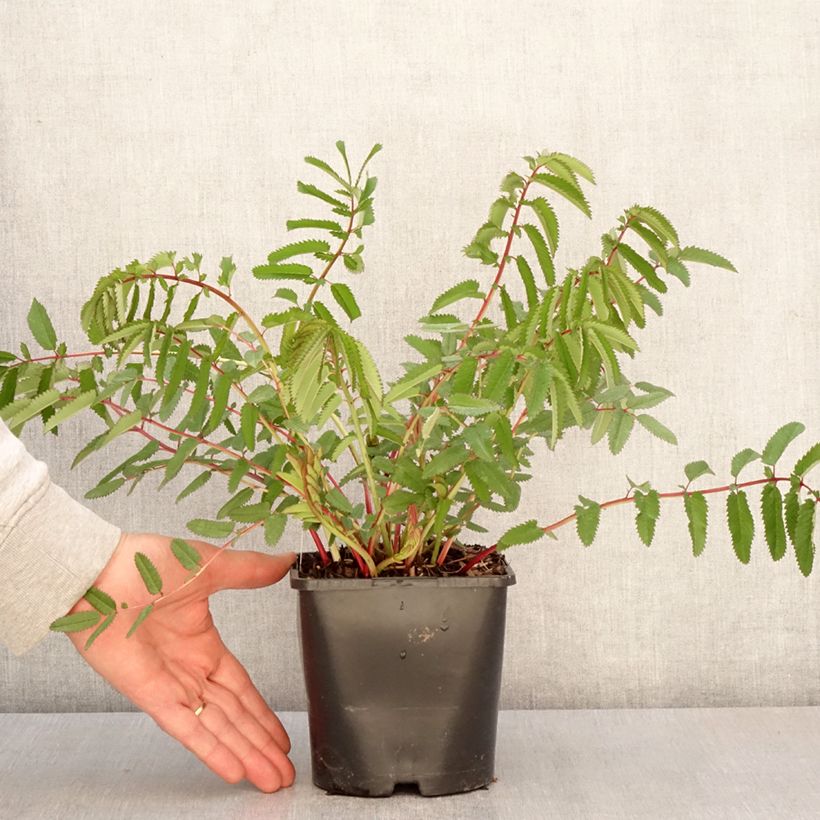 Example of Koreanischer Wiesenknopf White Brushes - Sanguisorba hakusanensis Topf mit 2L/3L as you get in printemps