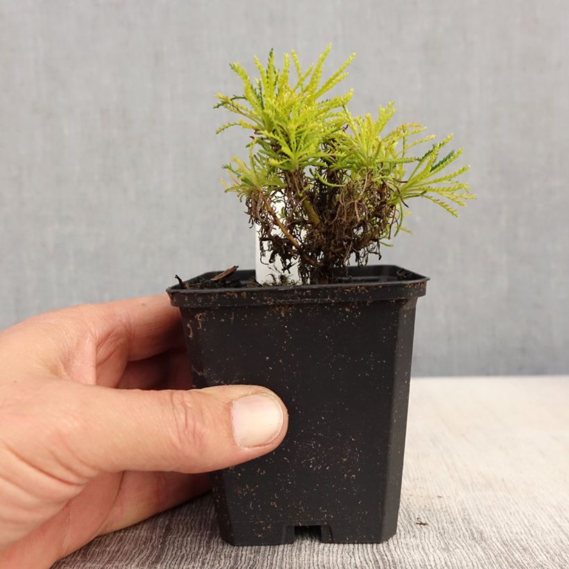 Example of Santolina virens Lemon Fizz - Olivenkraut Kleine Töpfe von 8/9 cm as you get in printemps