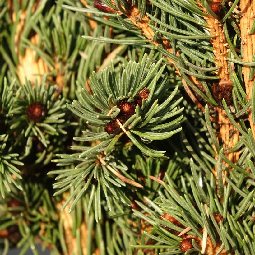 Picea pungens Lucky Strike (Foliage)