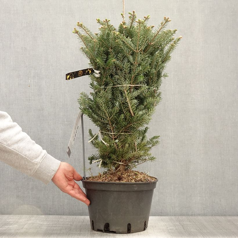 Example of Abies koreana Molli - Koreanische Tanne Topf mit 4L/5L as you get in printemps