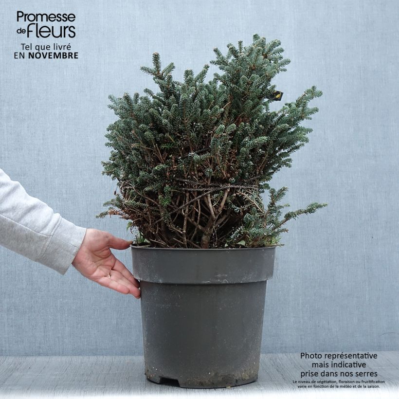 Exemplar von Sapin de Corée nain - Abies koreana Oberon Pièce wie im Herbst geliefert