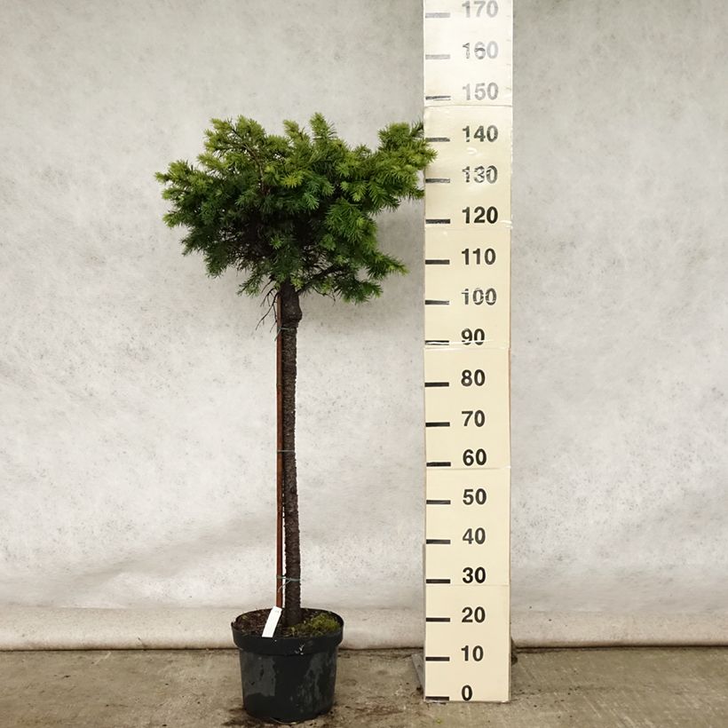 Exemplar von Pseudotsuga menziesii Fletcheri - Douglasie Topf mit 7,5L/10L, Stamm wie im Sommer geliefert