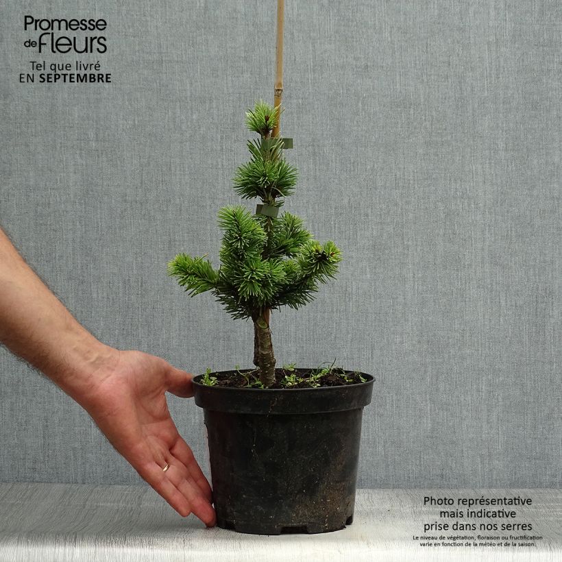 Example of Pseudotsuga menziesii Pannenhoef - Douglasie Topf mit 3L/4L as you get in automne