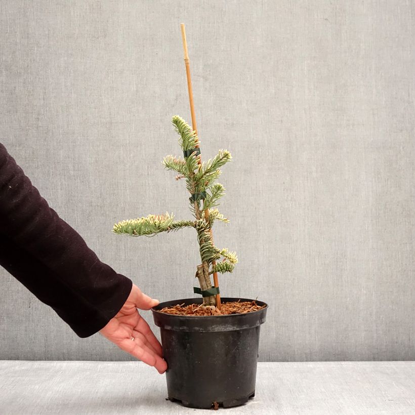 Exemplar von Abies procera Sherwoodii - Edel-Tanne Topf mit 3L/4L wie im Winter geliefert