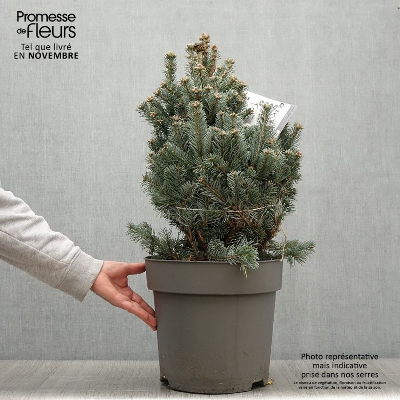 Exemplar von Sapin subalpin - Abies lasiocarpa Compacta Pot de 6L/7L wie im Herbst geliefert