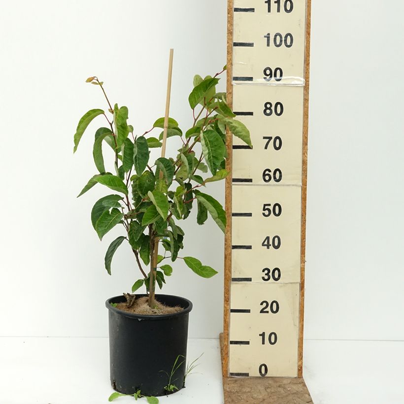 Exemplar von Sapium japonicum - Japanischer Seifenbaum Topf mit 12L/15L wie im Sommer geliefert