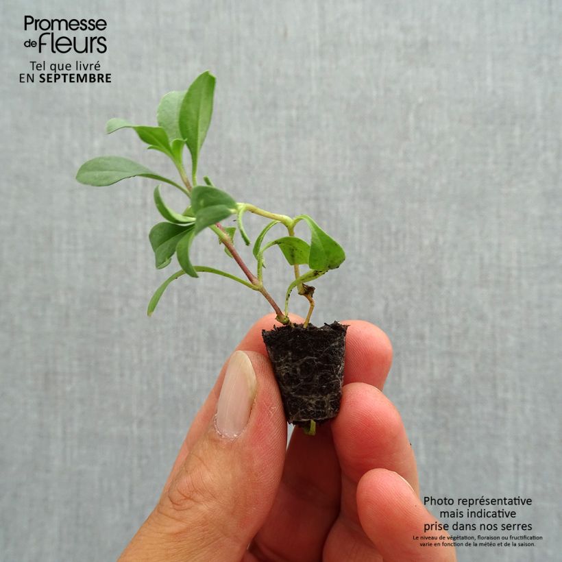 Example of Saponaria ocymoides - Rotes Seifenkraut Mini-Plug Ø 1,5/2,5 cm as you get in automne