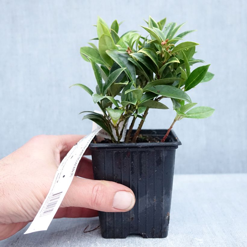 Exemplar von Sarcococca hookeriana var. humilis Fragrant Mountain - Schleimbeere Kleine Töpfe von 8/9 cm wie im Herbst geliefert