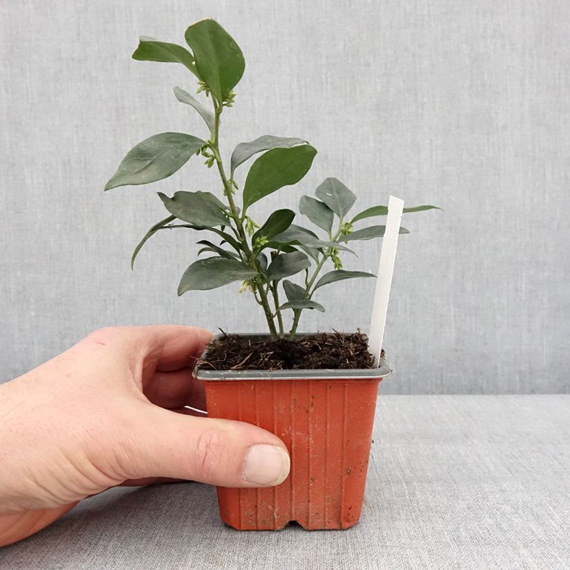 Exemplar von Sarcococca hookeriana humilis Godet de 8/9 cm wie im Winter geliefert