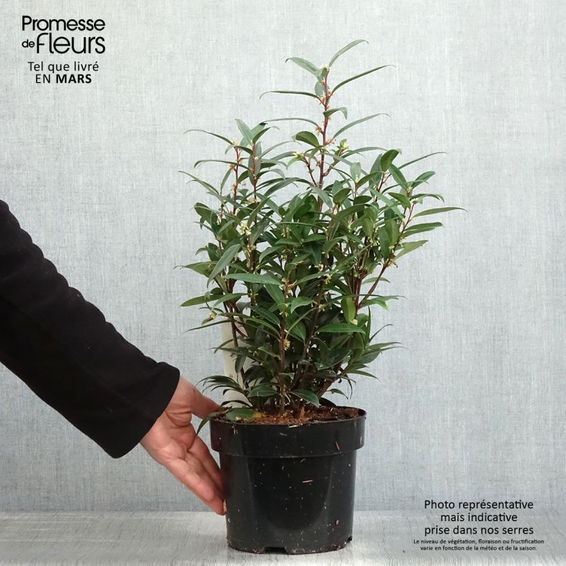 Example of Sarcococca hookeriana var. digyna Purple Gem - Schleimbeere Topf mit 3L/4L as you get in printemps