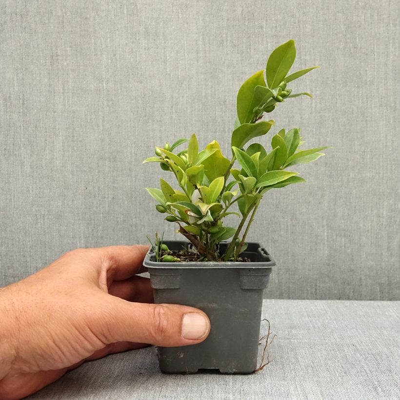 Exemplar von Sarcococca ruscifolia - Schleimbeere Kleine Töpfe von 8/9 cm wie im Frühjahr geliefert
