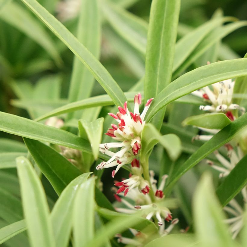 Sarcococca saligna - Schleimbeere (Blüte)