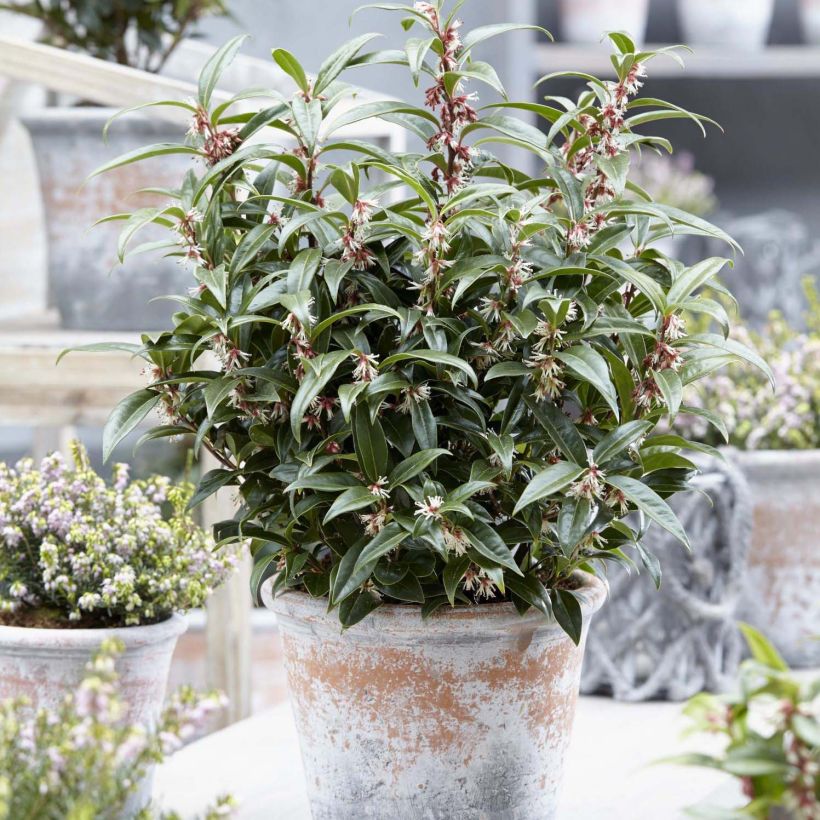 Sarcococca Winter Gem - Schleimbeere (Wuchs)