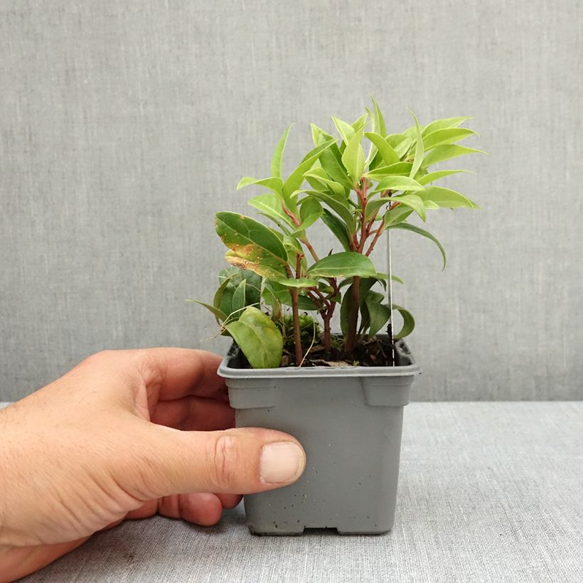 Exemplar von Sarcococca Winter Gem - Schleimbeere Kleine Töpfe von 8/9 cm wie im Frühjahr geliefert