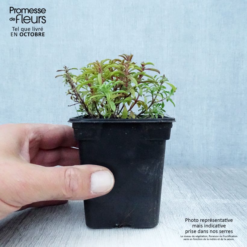 Exemplar von Bohnenkraut citriodora - Satureja montana Kleine Töpfe von 8/9 cm wie im Herbst geliefert