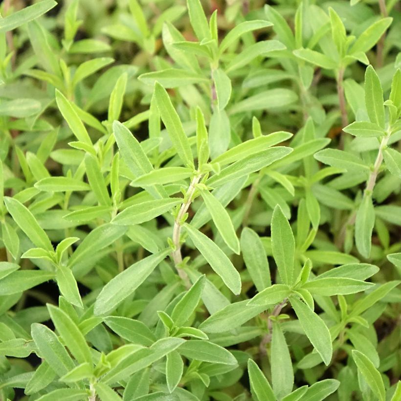 Bohnenkraut Bio (Pflanzen) - Satureja montana (Laub)