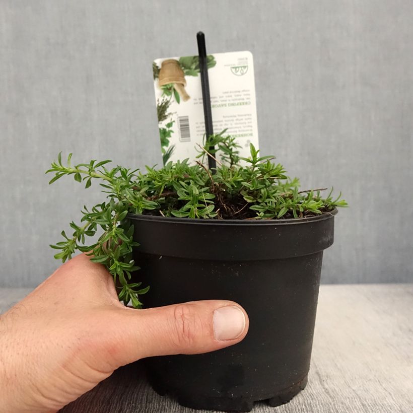 Example of Bohnenkraut - Satureja spicigera Topf mit 1,5L/2L as you get in printemps