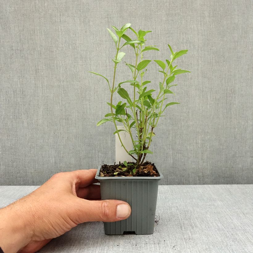 Exemplar von Salvia jamensis Belle de Loire Kleine Töpfe von 8/9 cm wie im Frühjahr geliefert