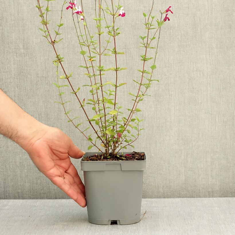 Exemplar von Salvia greggii Cherry Lips - Strauchiger Salbei Topf mit 2L/3L wie im Frühjahr geliefert