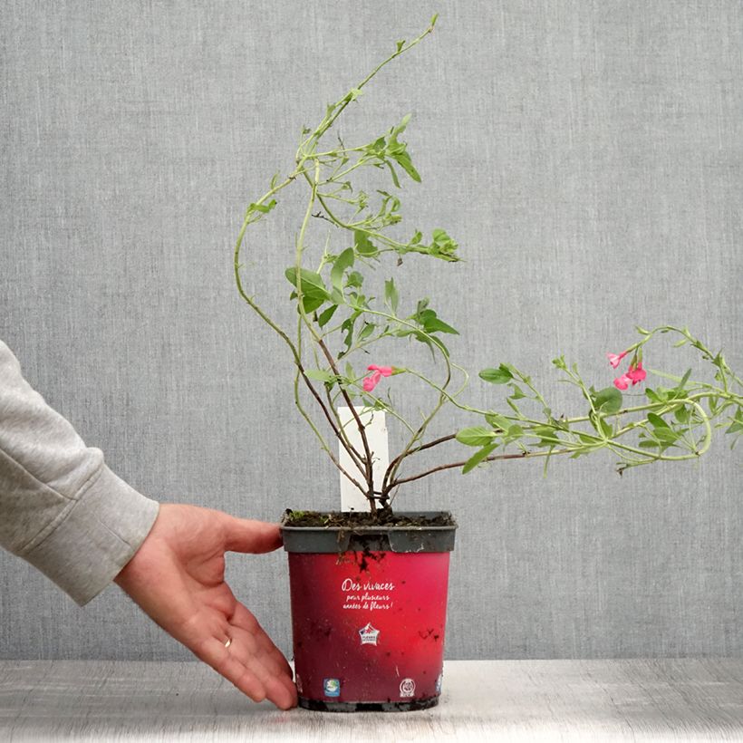 Exemplar von Salvia jamensis Flammenn Topf mit 2L/3L wie im Sommer geliefert